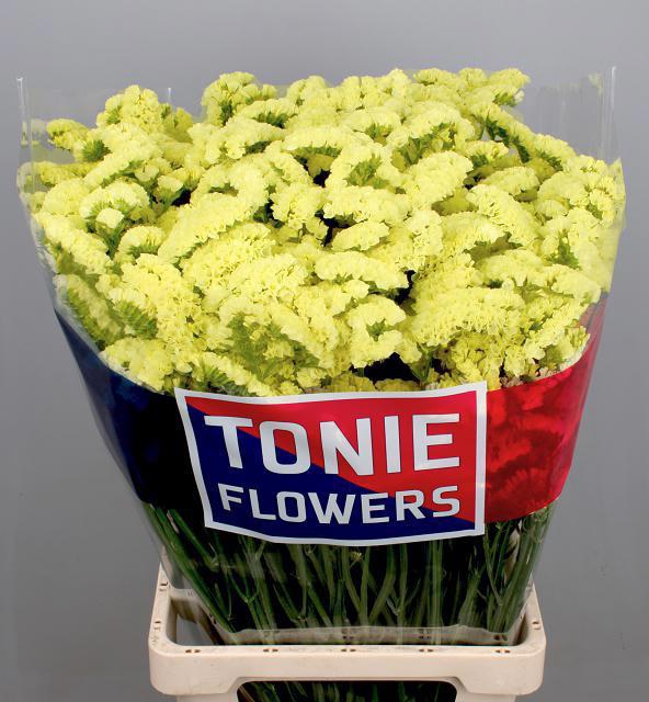 <h4>LIM S YELLO SUN BIRD</h4>