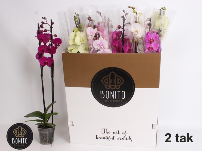 <h4>PHAL GEM 10 KL</h4>