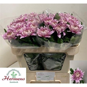 CHR G PANDION ROSE