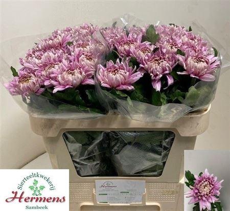 <h4>Chr G Pandion Rose</h4>