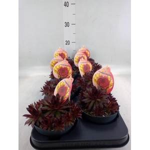 Sempervivum  'ChickCh'   ...mix
