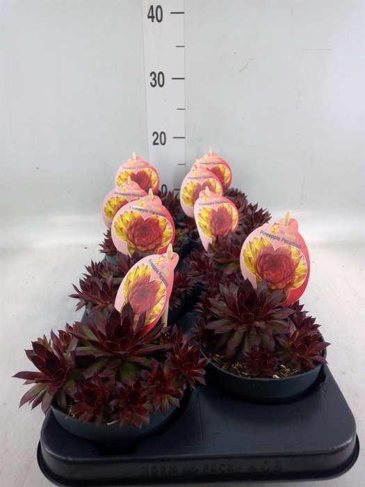 <h4>Sempervivum  'ChickCh'   ...mix</h4>