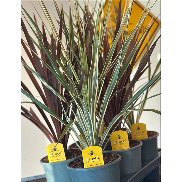 <h4>Cordyline Duo Mix Tray - 17cm Redstar/Variegata</h4>