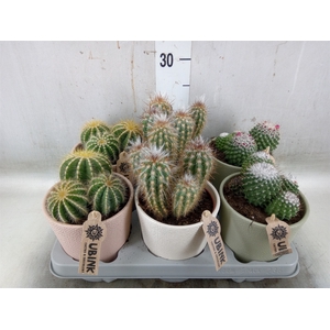 Cactus   ...mix