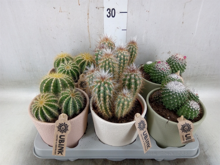 <h4>Cactus   ...mix</h4>