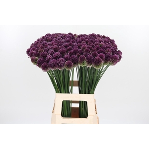 Allium Sphaerocephal (kogel)