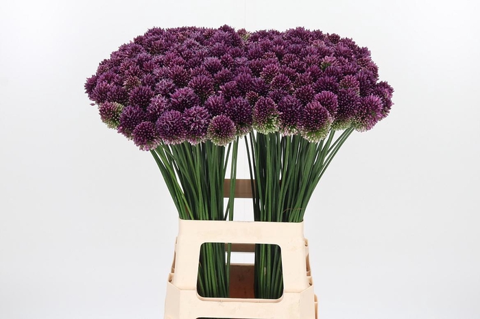 <h4>Allium Sphaerocephal (kogel)</h4>
