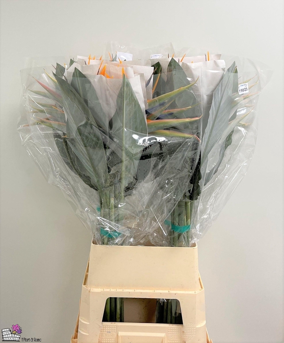 <h4>STREL REGINAE BLOEM</h4>