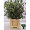 EUC PARVIFOLIA PB