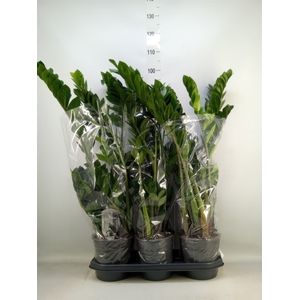 Zamioculcas zamiifolia