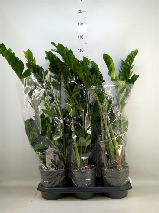 <h4>Zamioculcas zamiifolia</h4>