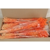 DF Lagurus Bs 50g/70cm Orange