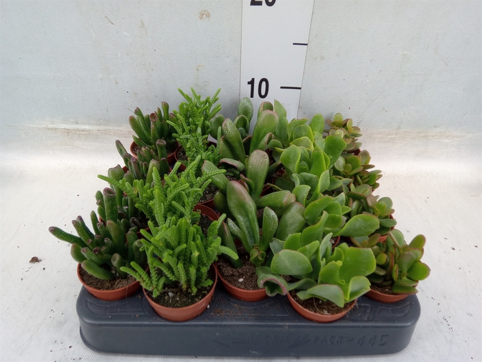 <h4>Crassula   ...mix</h4>