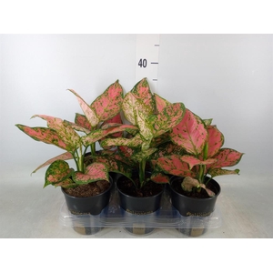 Aglaonema  'Crimson Love'