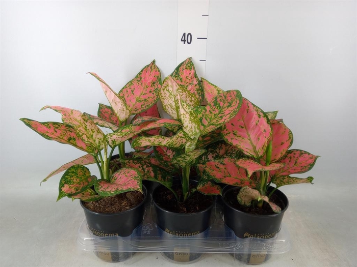 <h4>Aglaonema  'Crimson Love'</h4>