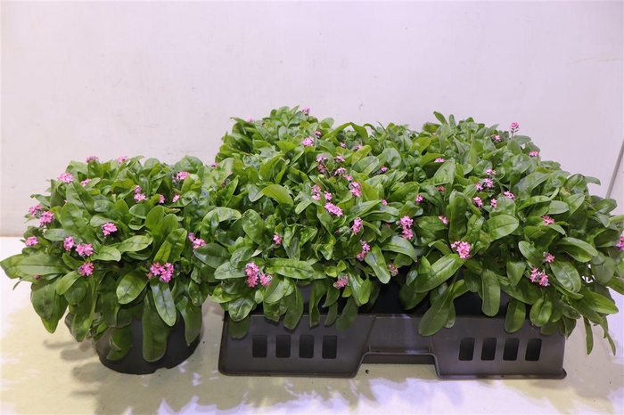 <h4>Myos Sy Laura D Rose</h4>