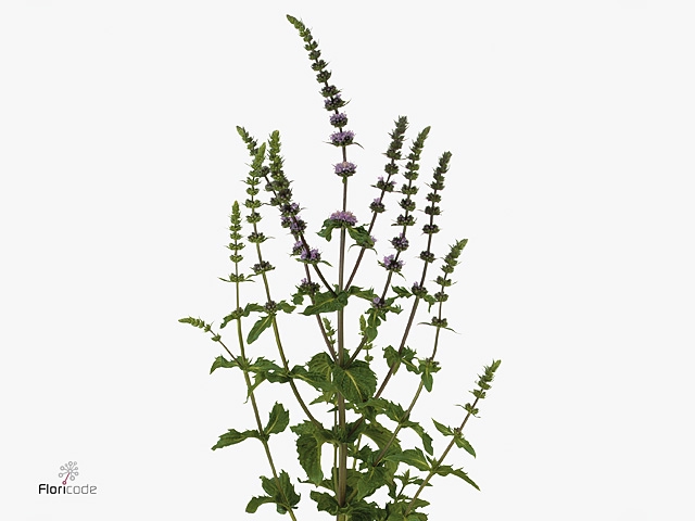 Mentha Purple Sensation