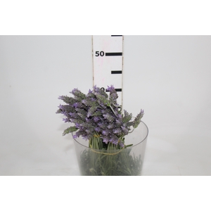 LAVANDULA CORTE