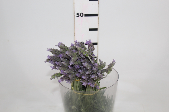 <h4>LAVANDULA CORTE</h4>