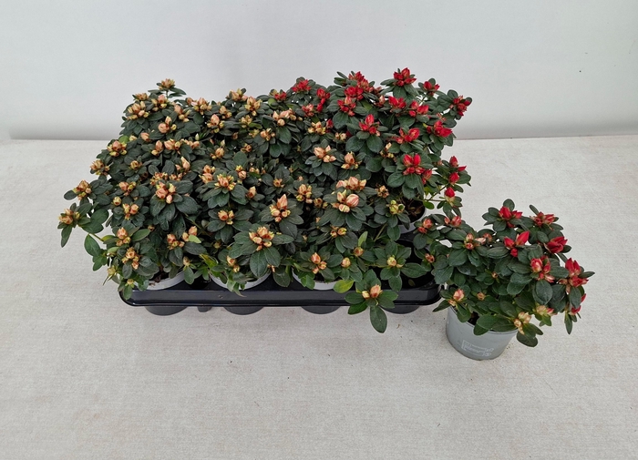 <h4>RHODO SI GEM</h4>