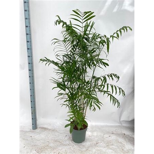 Chamaedorea Seifrizii (bark)