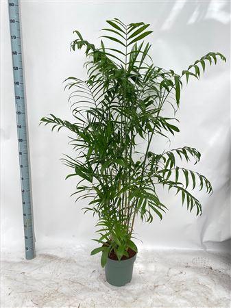 <h4>Chamaedorea Seifrizii (bark)</h4>