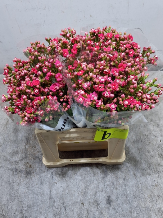 <h4>Kal Sens Pink Meadow</h4>