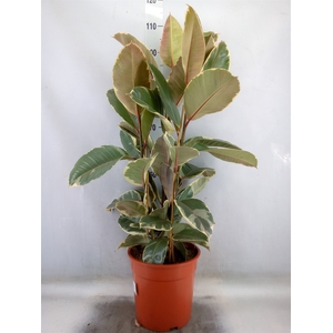 Ficus elastica 'Tineke'