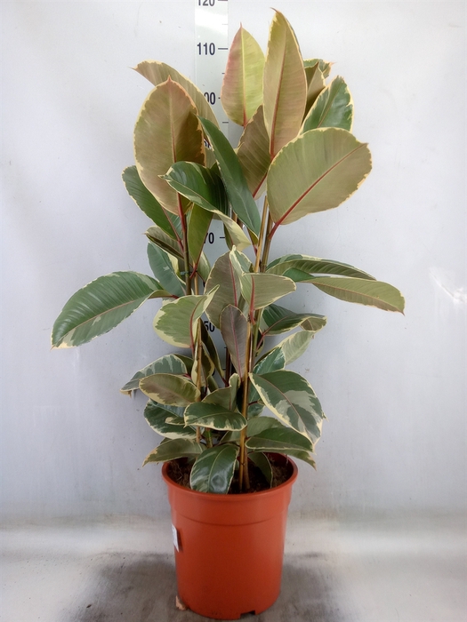 <h4>Ficus elastica 'Tineke'</h4>