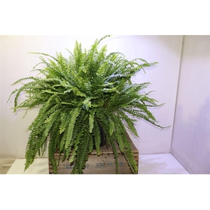 Nephr Ex Green Lady Xxl