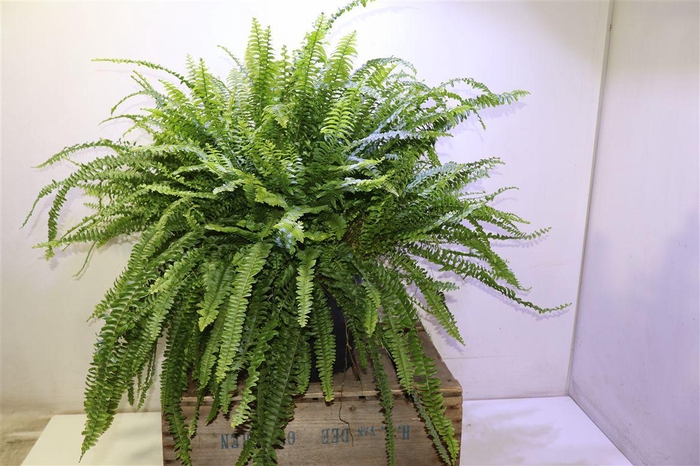 <h4>arr8 Nephr Ex Green Lady Xxl</h4>