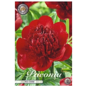 Paeonia Red Charm x 1 l