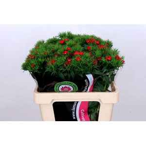 Dianthus Br Am Red Baron