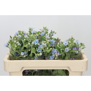 Oxypetalum Tweedia Blue