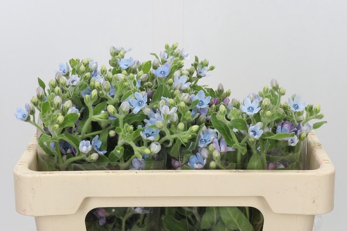 Oxypetalum Tweedia Blue