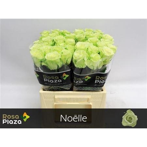 R Gr Noelle!