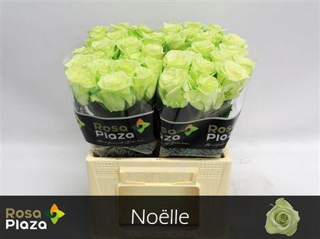 <h4>R Gr Noelle!</h4>