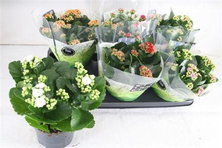 <h4>Kal Ge Gem 5 Kl</h4>