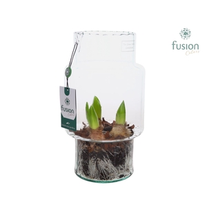 Green Bottle Sara Medium met Hyacinten