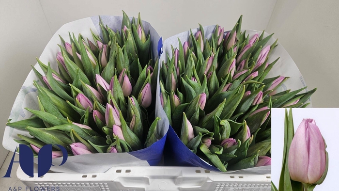 <h4>TU EN CANDY PRINCE</h4>