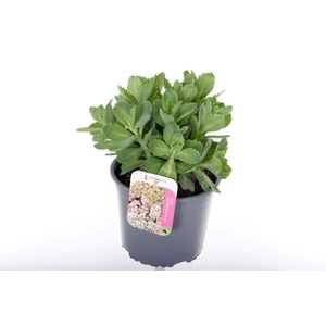 Sedum Herbstfreude
