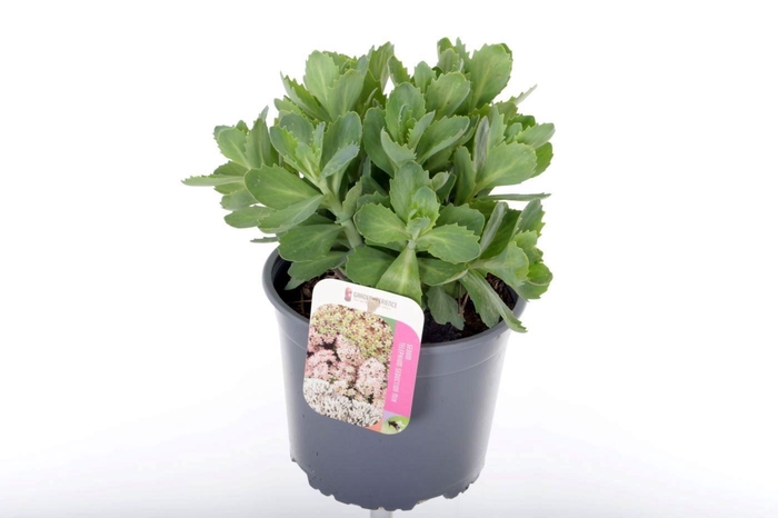 <h4>Sedum Herbstfreude</h4>