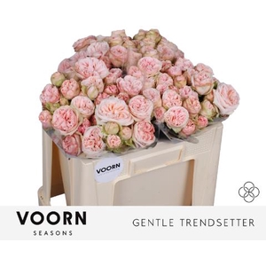 Rosa spray gentle trendsetter