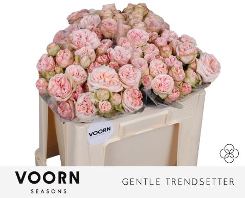<h4>Rosa spray gentle trendsetter</h4>