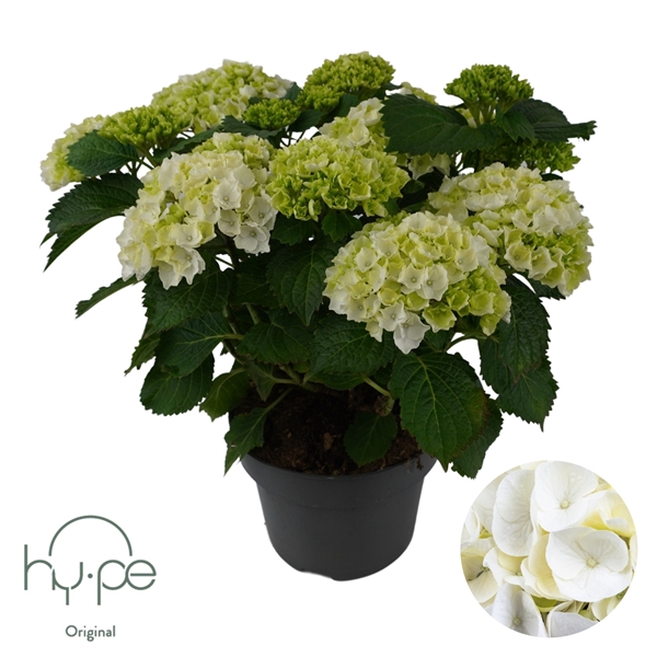 <h4>Hydrangea Mophead White 10+ | Hy-pe Original</h4>