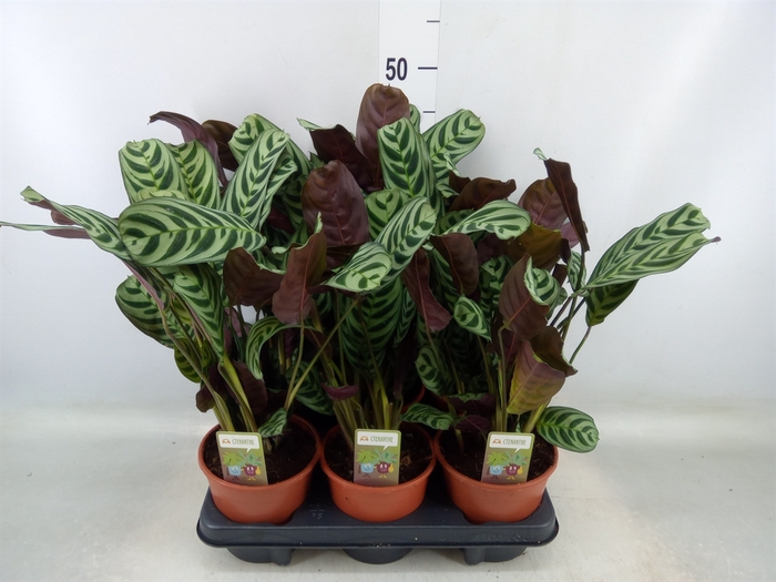 <h4>Ctenanthe burle-marxii</h4>