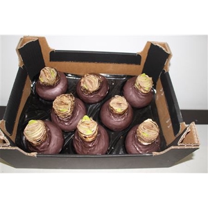 Amaryllis Bol Taupe