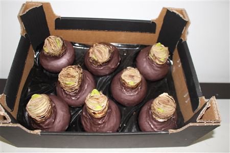 <h4>Amaryllis Bol Taupe</h4>
