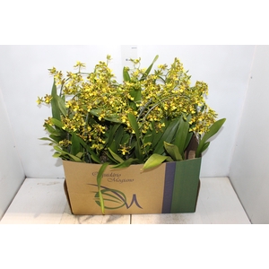 ONCIDIUM SUMMER WIND P14 MIN 1 HT ARCO