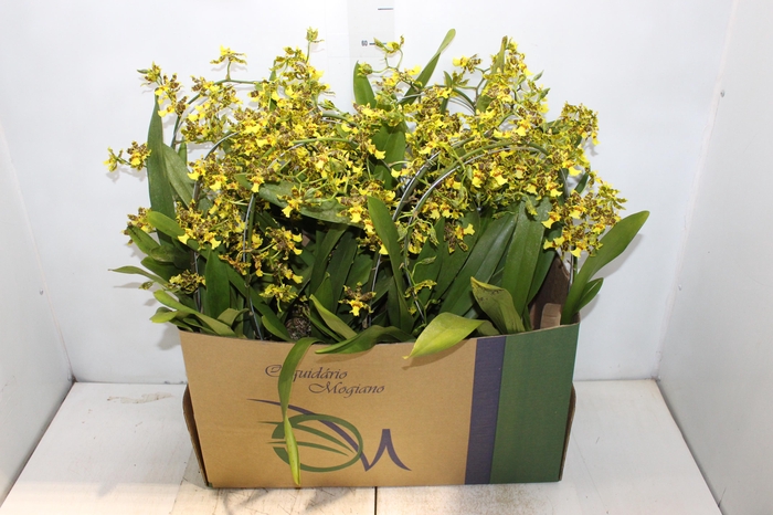 <h4>ONCIDIUM SUMMER WIND P14 MIN 1 HT ARCO</h4>